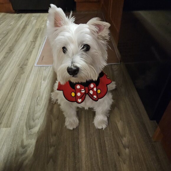 5 Pet Collars for only C$25 - Picture 10 of 11